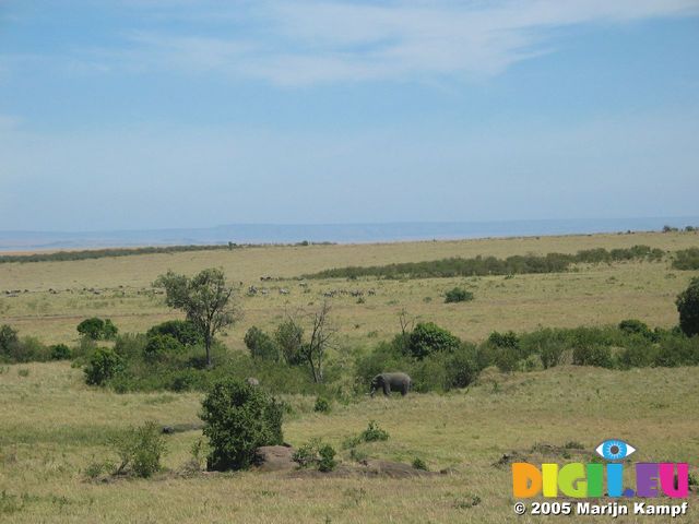 14725 Elephants